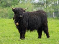 Dunkles, zotteliges Hochlandrind